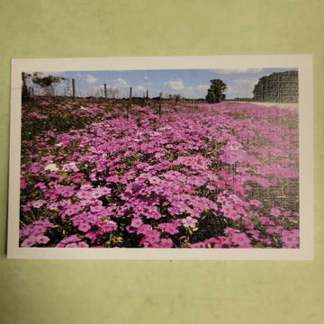 Single Note Card Flowers Phlox