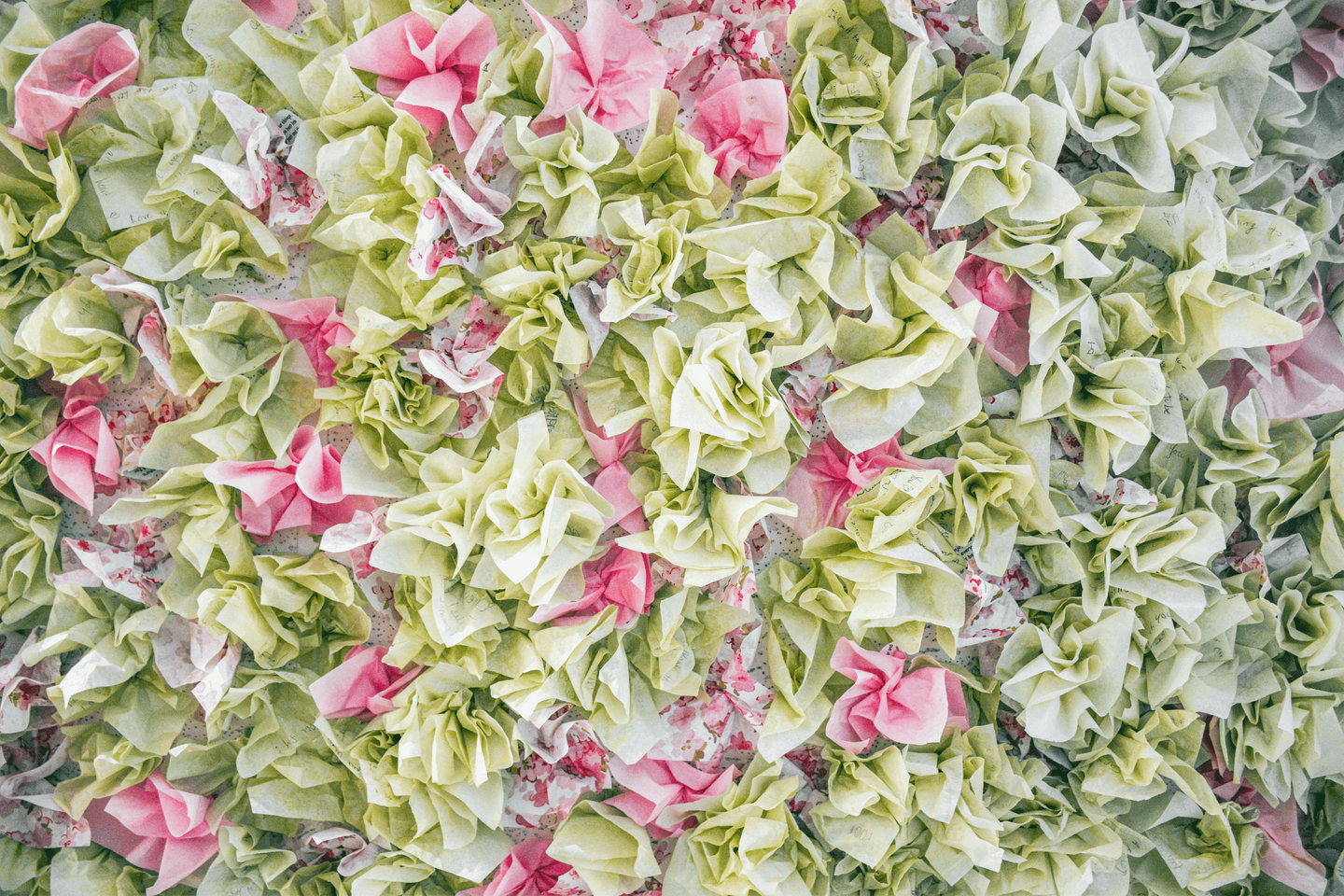 Under the Cherry Blossoms