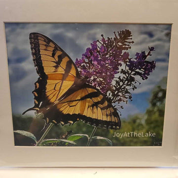 Butterfly Print 11X14